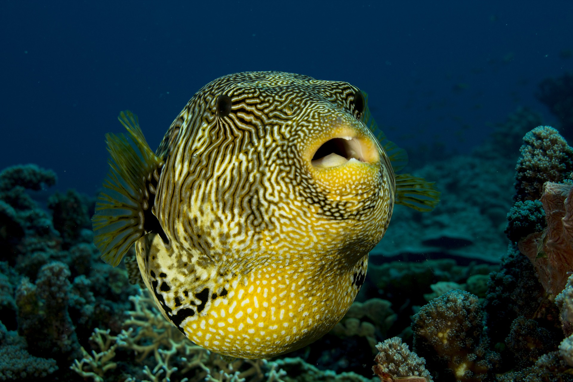 marine-life-puffer